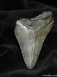 / Inch Bone Valley Megalodon Tooth #571-1